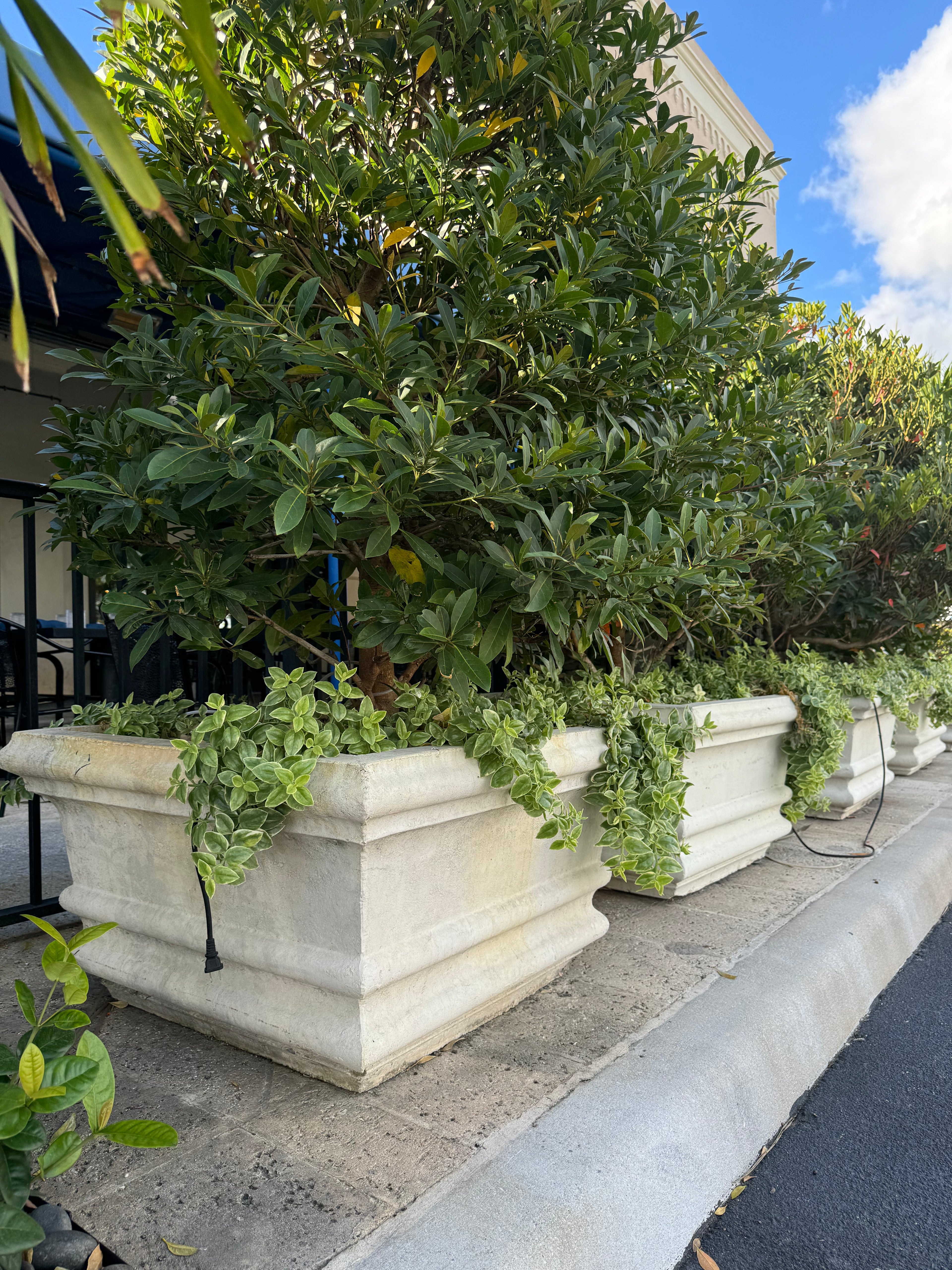 Palm Beach Square Planter