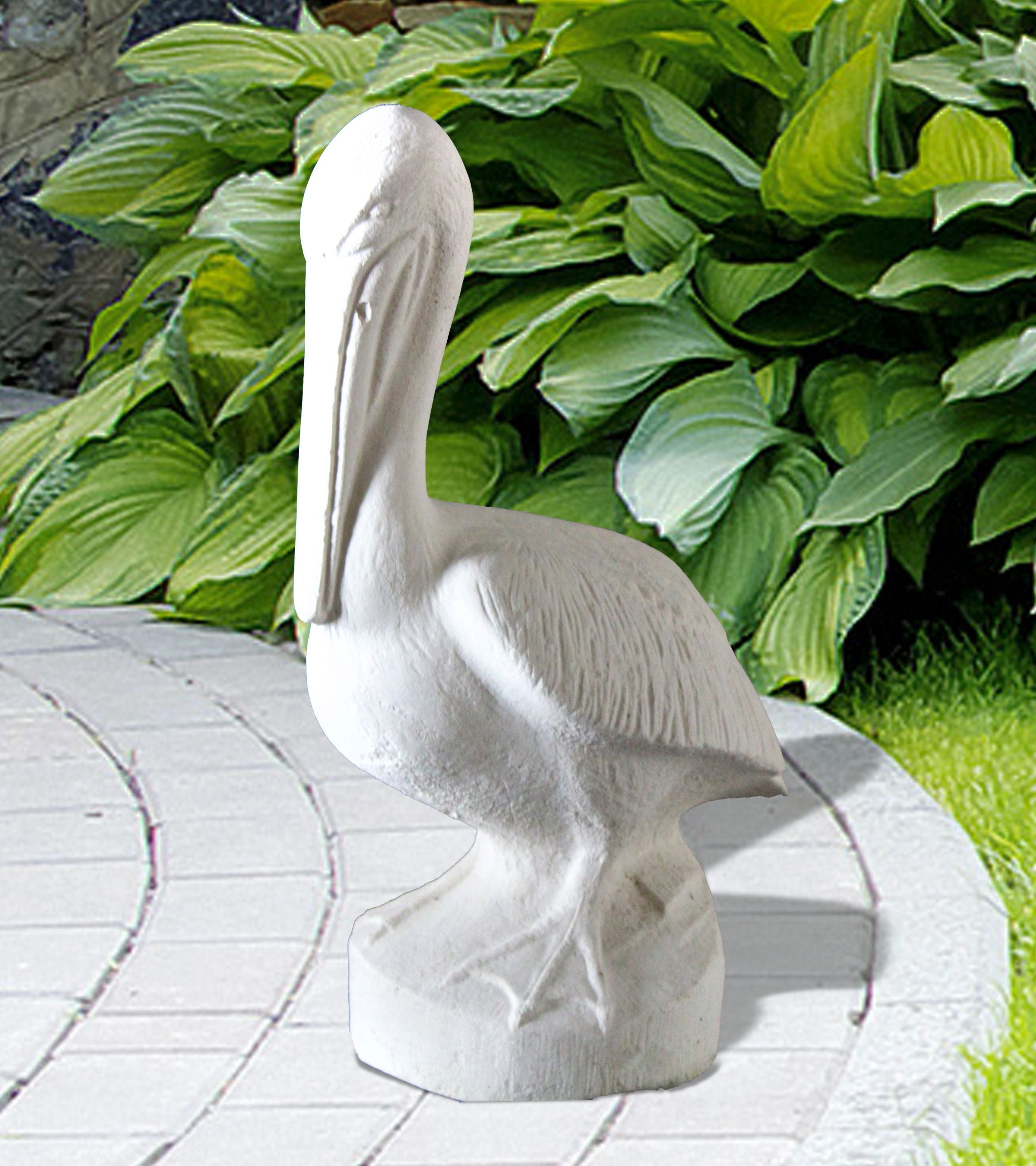 Small Pelican